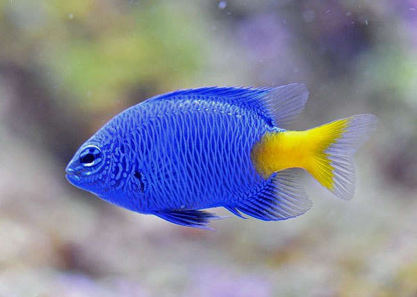 Yellowtail Blue Damsel