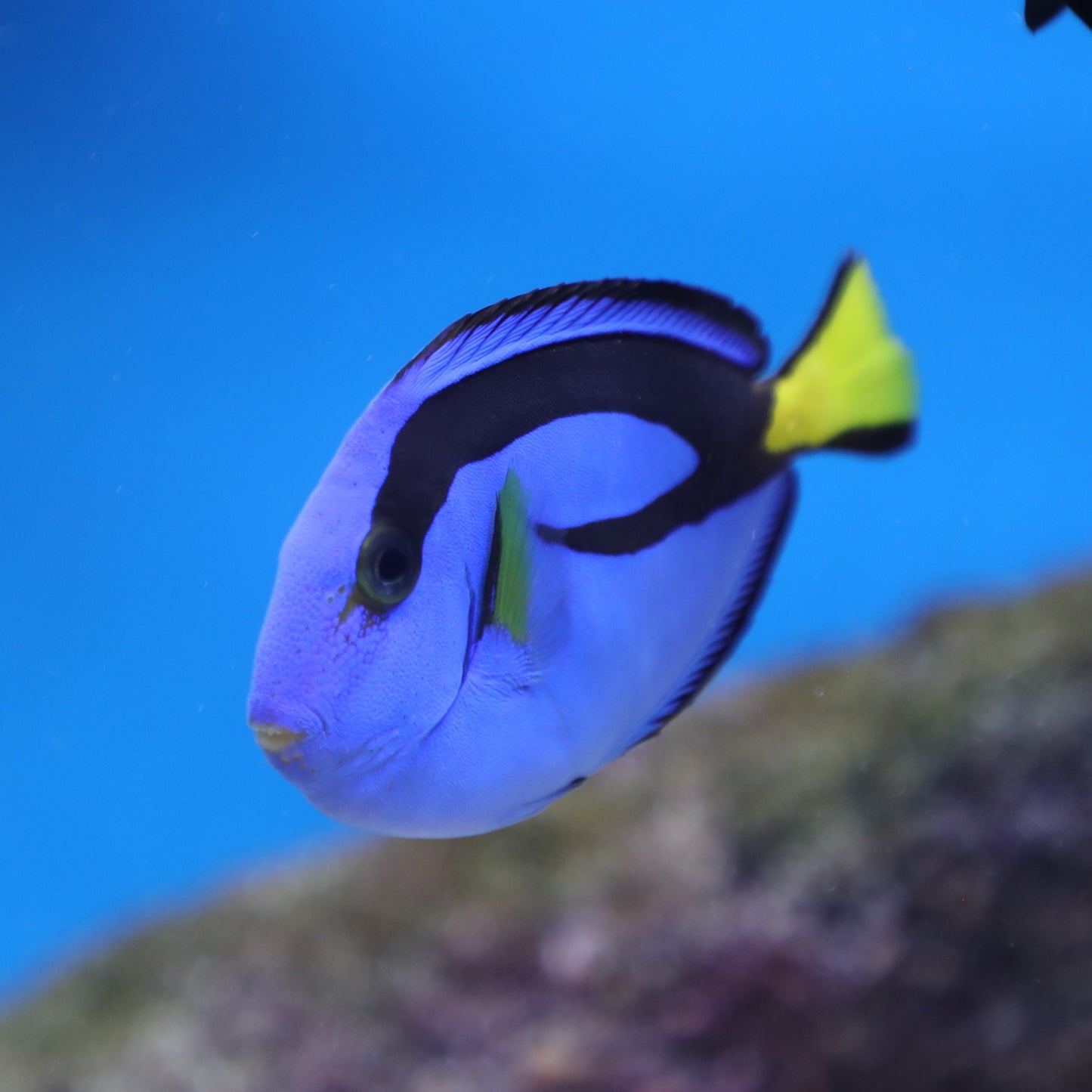 Blue Hippo Tang