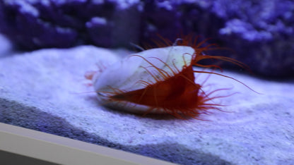 Electric Flame Scallop