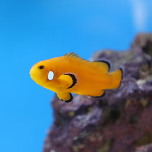 Orange Domino Clownfish