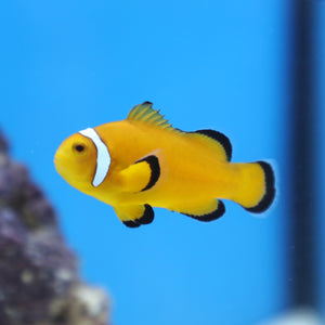 Extreme Misbar Clownfish