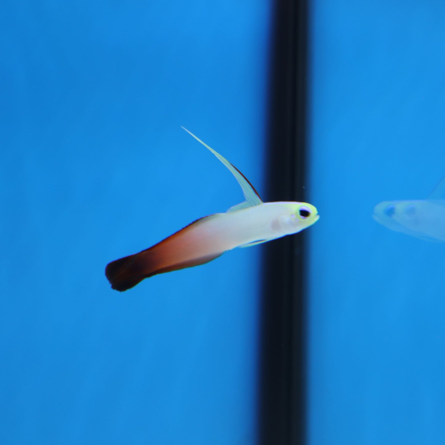 Firefish Goby