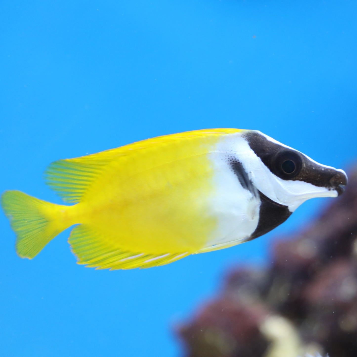 FoxFace Rabbitfish