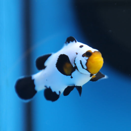 Frostbite Clownfish