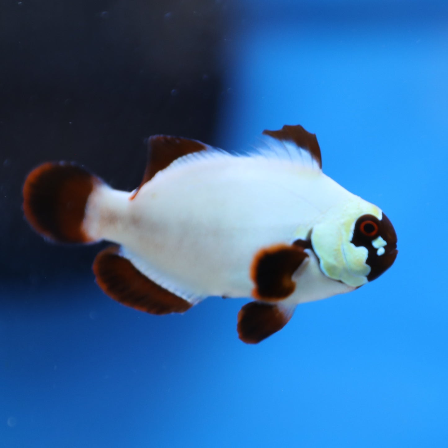 Gold Nugget Maroon Clownfish