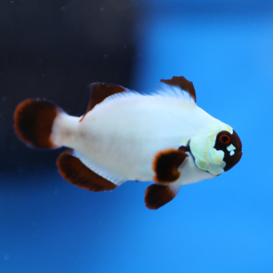 Gold Nugget Maroon Clownfish