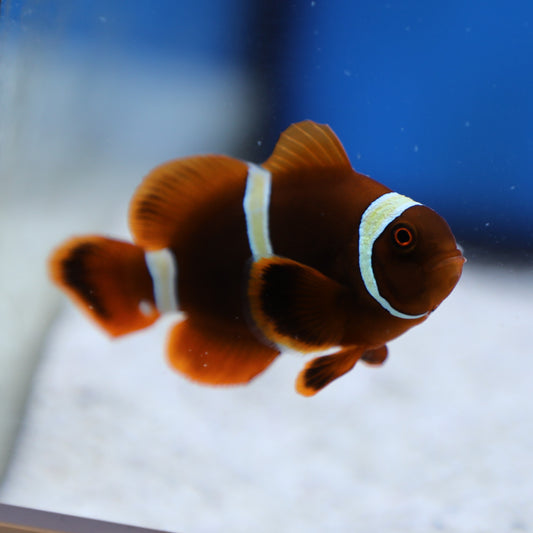 Gold Stripe Maroon Clownfish