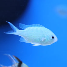 Load image into Gallery viewer, Green Chromis
