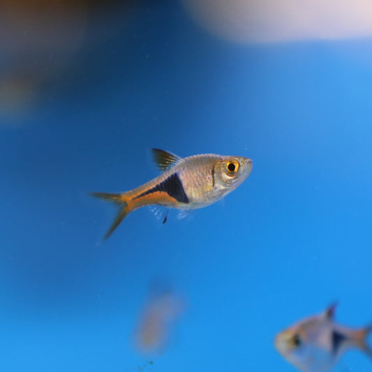 Harlequin Rasbora