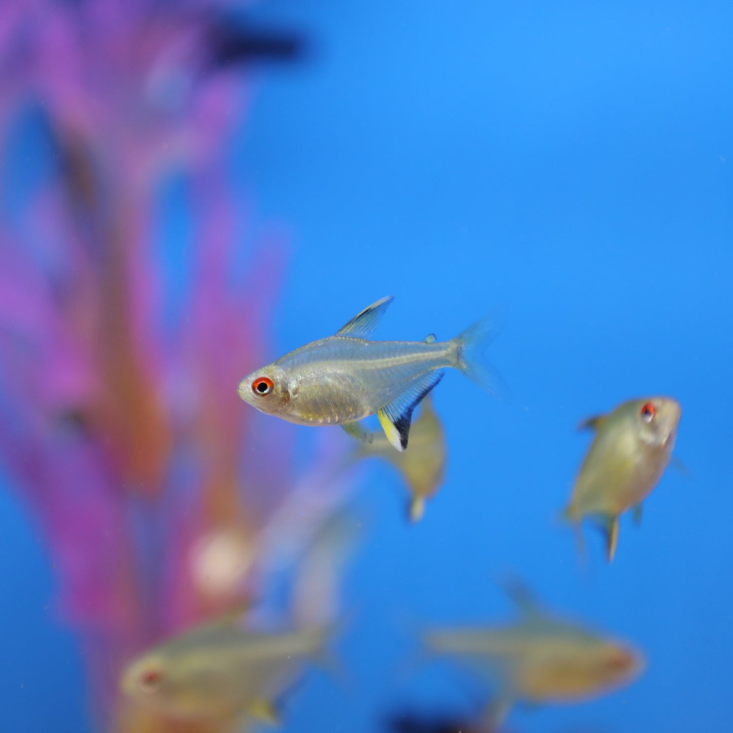 Lemon Tetra