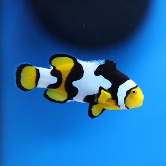 Onyx Picasso Clownfish