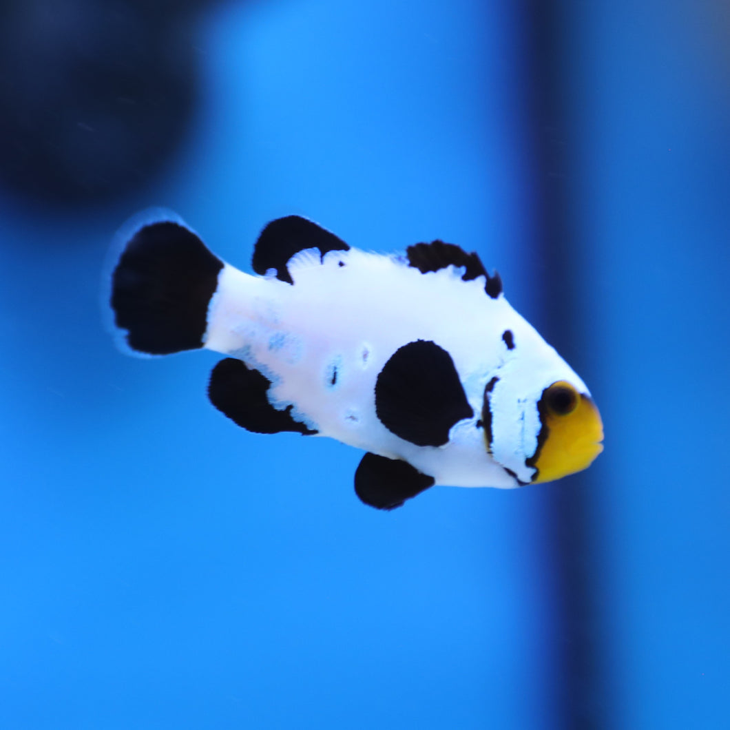 Premium Frostbite Clownfish