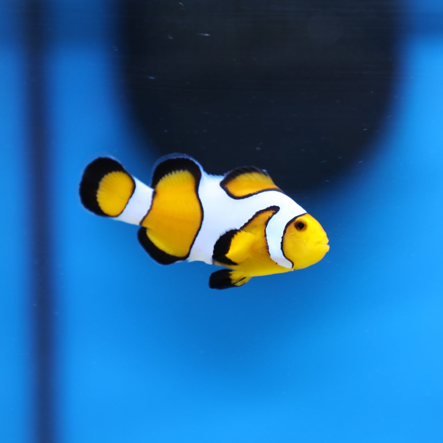 Gladiator DaVinci Clownfish