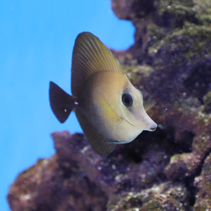 Scopas Tang