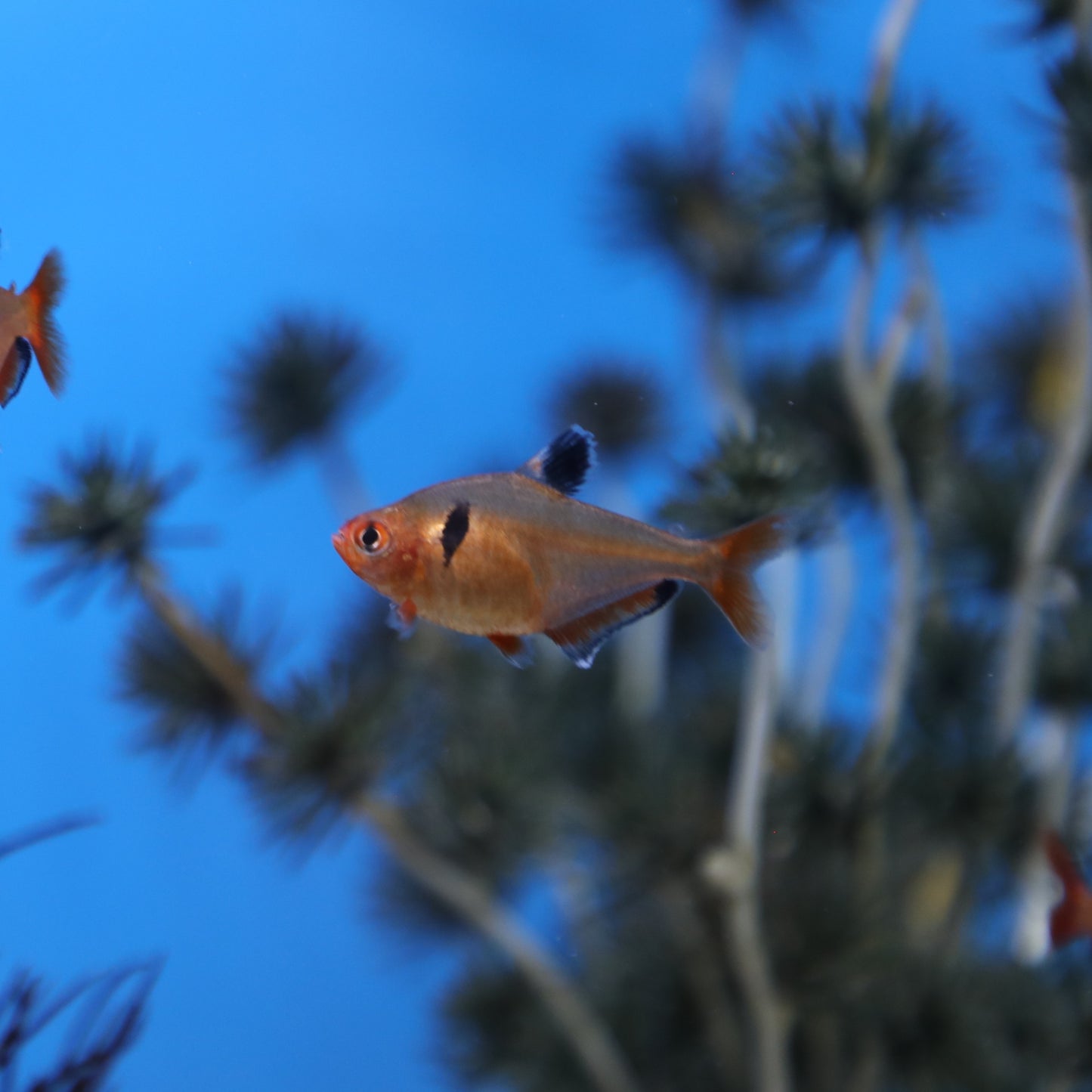 Serpae Tetra