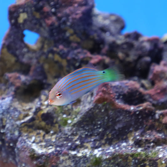 Six Line Wrasse