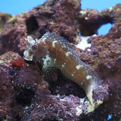 Starry Blenny