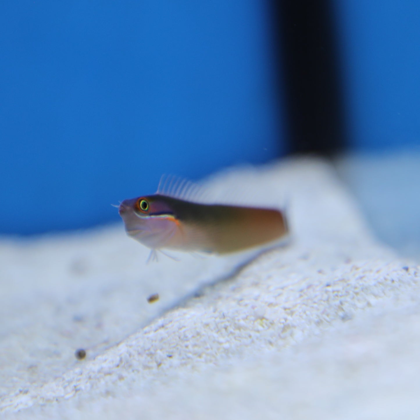 Tailspot Blenny