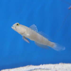 Watchman Goby Aquacultured
