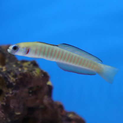 Zebra Dartfish Goby